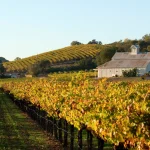 vineyard tasting law