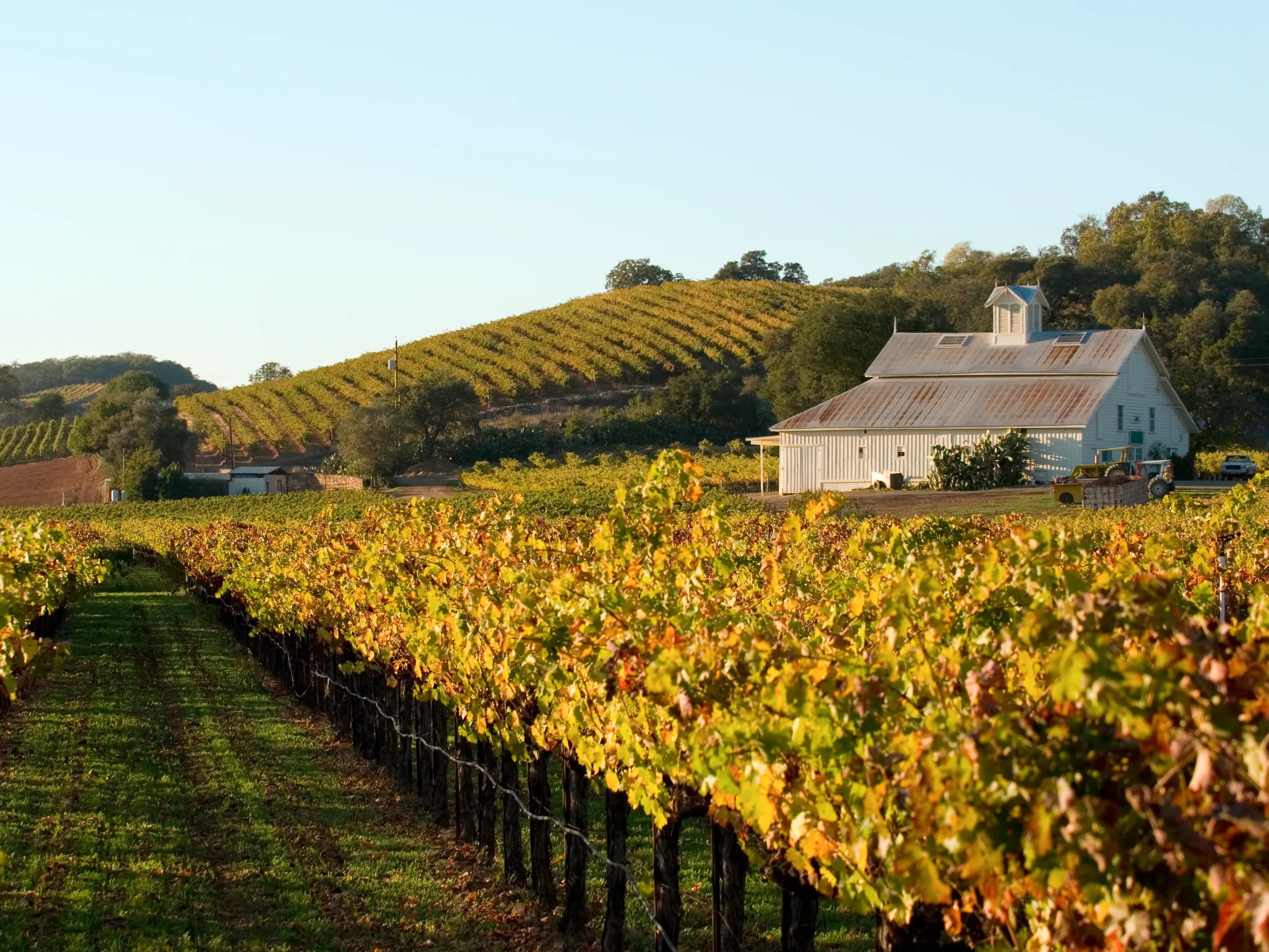 vineyard tasting law