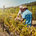 Vineyard removals in California