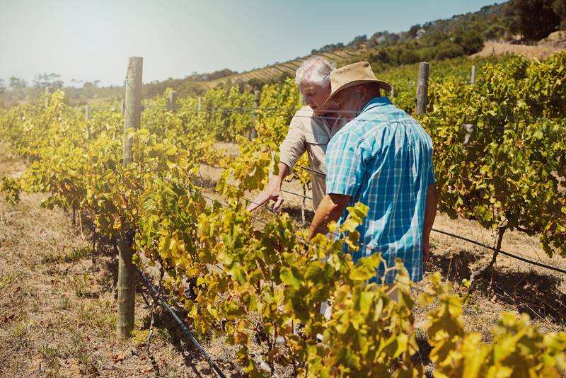 Vineyard removals in California